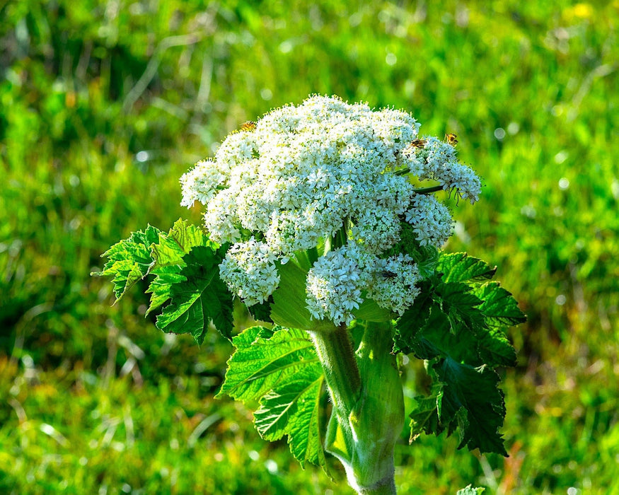 Cow Parsnip Seeds (Heracleum maximum) - Northwest Meadowscapes