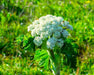 Cow Parsnip Seeds (Heracleum maximum) - Northwest Meadowscapes