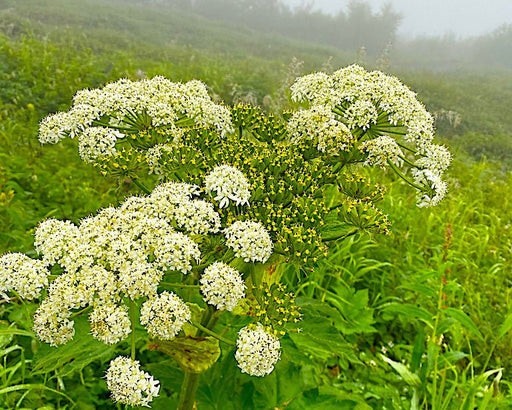 Cow Parsnip Seeds (Heracleum maximum) - Northwest Meadowscapes