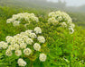 Cow Parsnip Seeds (Heracleum maximum) - Northwest Meadowscapes