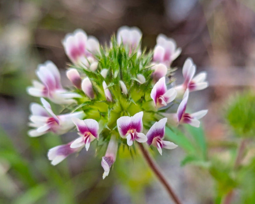 plant clover seeds Creek Clover Seeds (Trifolium obtusiflorum)