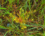 Curvepod Yellowcress Seeds (Rorippa curvisiliqua) - Northwest Meadowscapes