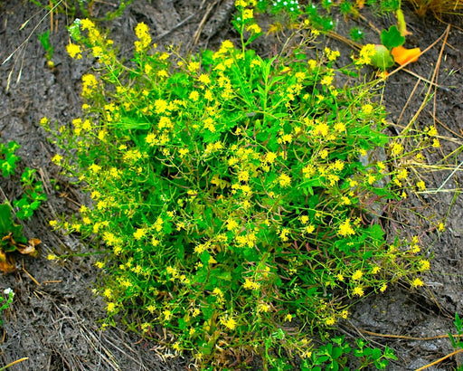 Curvepod Yellowcress Seeds (Rorippa curvisiliqua) - Northwest Meadowscapes