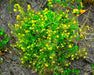 Curvepod Yellowcress Seeds (Rorippa curvisiliqua) - Northwest Meadowscapes