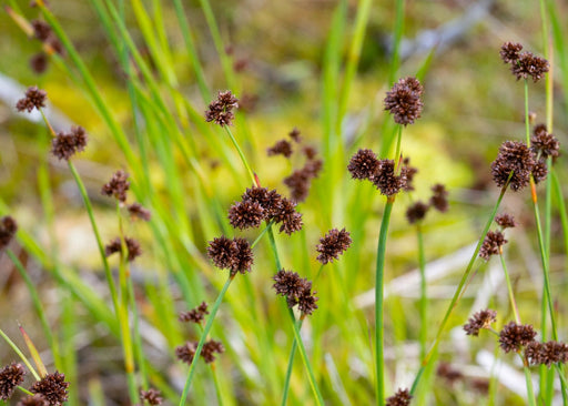 Daggerleaf Rush Seeds (Juncus ensifoliius) - Northwest Meadowscapes