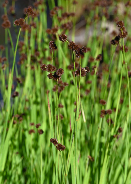 plant with seeds in leaves Daggerleaf Rush Seeds (Juncus ensifoliius) — Northwest Meadowscapes