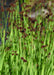 Daggerleaf Rush Seeds (Juncus ensifoliius) - Northwest Meadowscapes