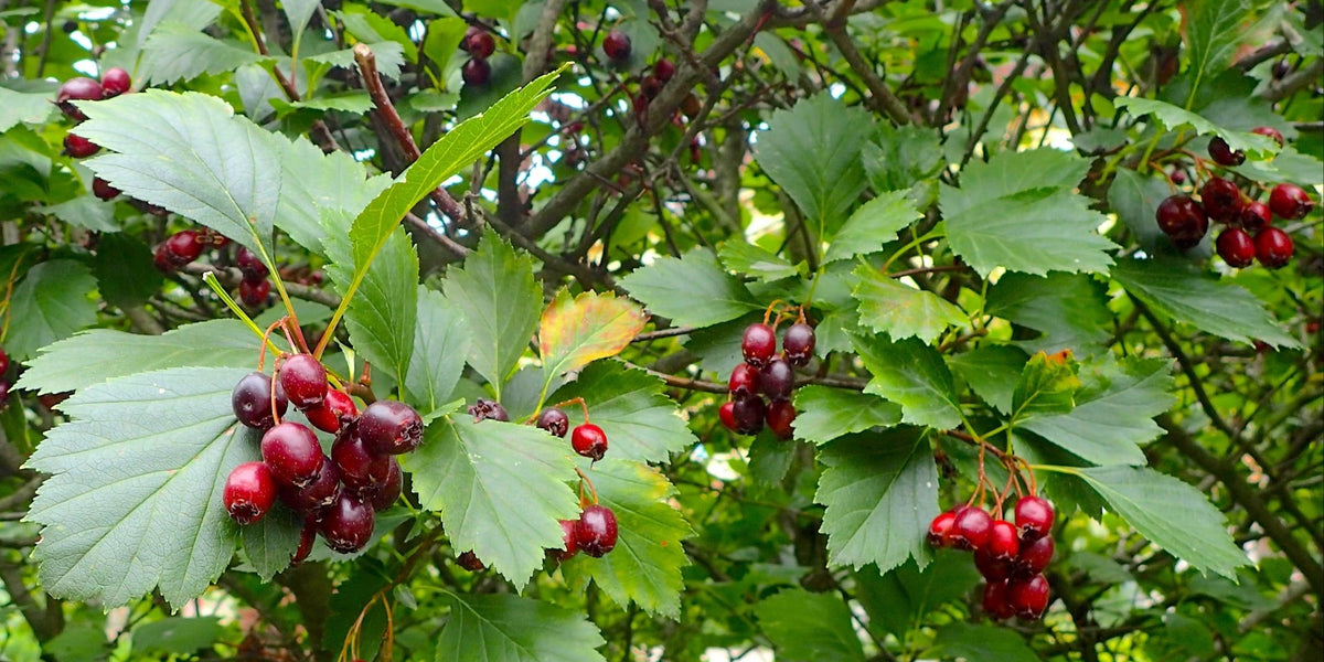 planting hawthorn seeds Douglas Hawthorn Seeds (Crataegus douglasii)