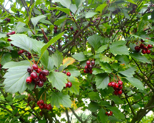 Douglas Hawthorn Seeds (Crataegus douglasii) - Northwest Meadowscapes