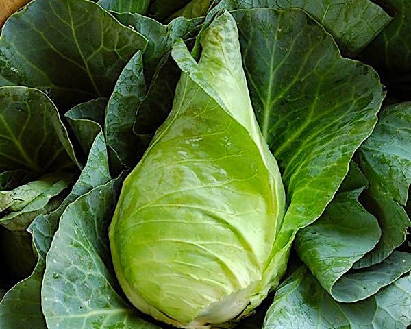 Early Jersey Wakefield Cabbage Seeds - Northwest Meadowscapes