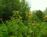 Elecampane Seeds (Inula helenium) - Northwest Meadowscapes