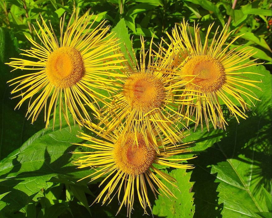 Elecampane Seeds (Inula helenium) - Northwest Meadowscapes