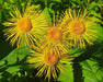 Elecampane Seeds (Inula helenium) - Northwest Meadowscapes