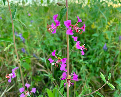 Elegant Clarkia Seeds (Clarkia unguiculata) - Northwest Meadowscapes