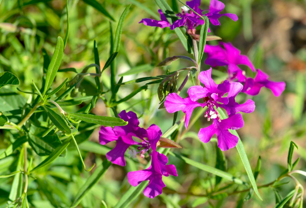 planting clarkia seeds Elkhorn Clarkia Seeds (Clarkia pulchella)