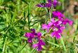 Elkhorn Clarkia Seeds (Clarkia pulchella) - Northwest Meadowscapes