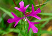 Elkhorn Clarkia Seeds (Clarkia pulchella) - Northwest Meadowscapes