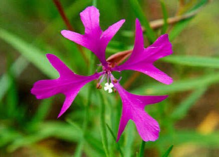 Elkhorn Clarkia Seeds (Clarkia pulchella) - Northwest Meadowscapes