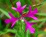 Elkhorn Clarkia Seeds (Clarkia pulchella) - Northwest Meadowscapes