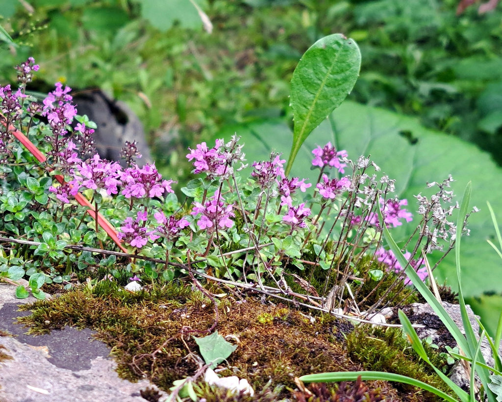 thym　緑S2 Field Thyme Seeds (Thymus pulegioides) — Northwest Meadowscapes