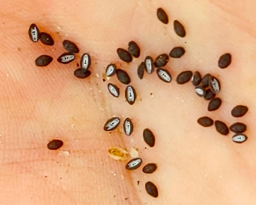 Foothill Plantain Seeds (Plantago erecta) - Northwest Meadowscapes
