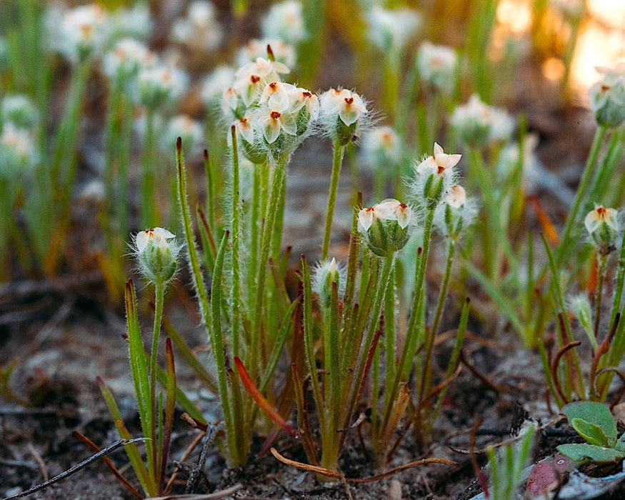 Foothill Plantain Seeds (Plantago erecta) - Northwest Meadowscapes