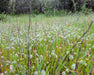 Foothill Plantain Seeds (Plantago erecta) - Northwest Meadowscapes