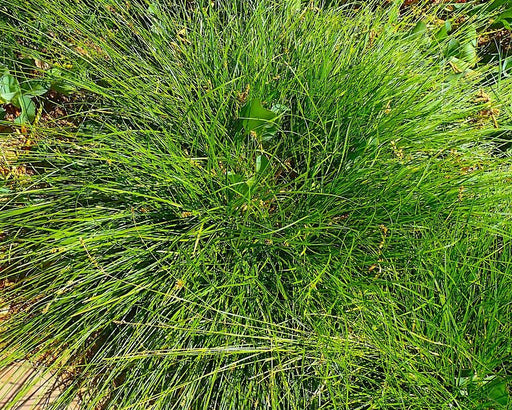 Foothill Sedge Seeds (Carex tumulicola) - Northwest Meadowscapes