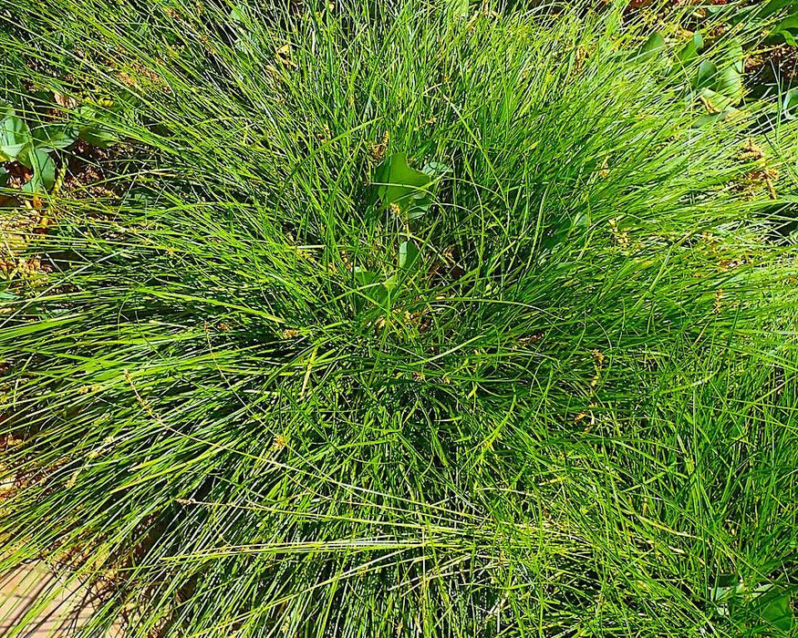 Foothill Sedge Seeds (Carex tumulicola) - Northwest Meadowscapes