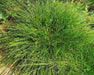 Foothill Sedge Seeds (Carex tumulicola) - Northwest Meadowscapes