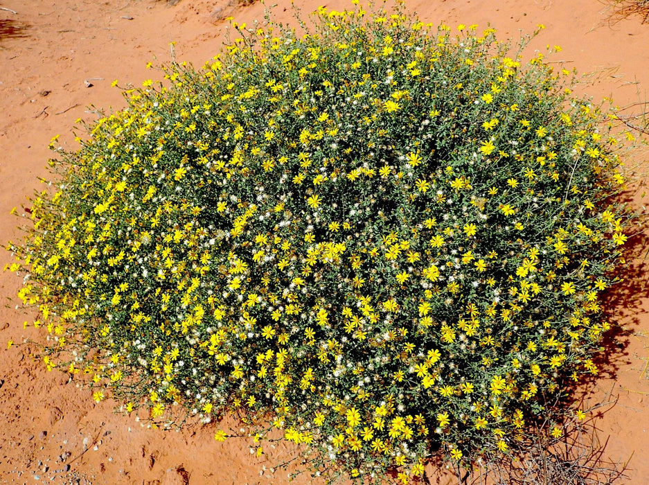 Golden Aster Seeds (Heterotheca villosa) - Northwest Meadowscapes