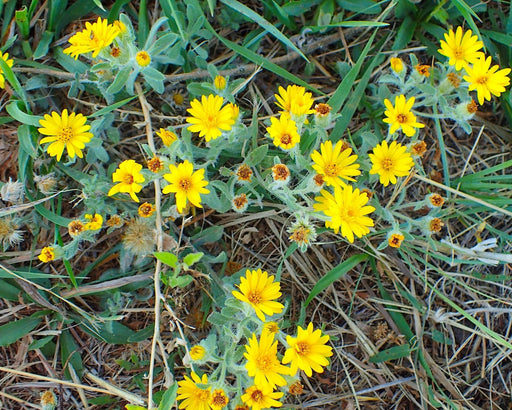 Golden Aster Seeds (Heterotheca villosa) - Northwest Meadowscapes