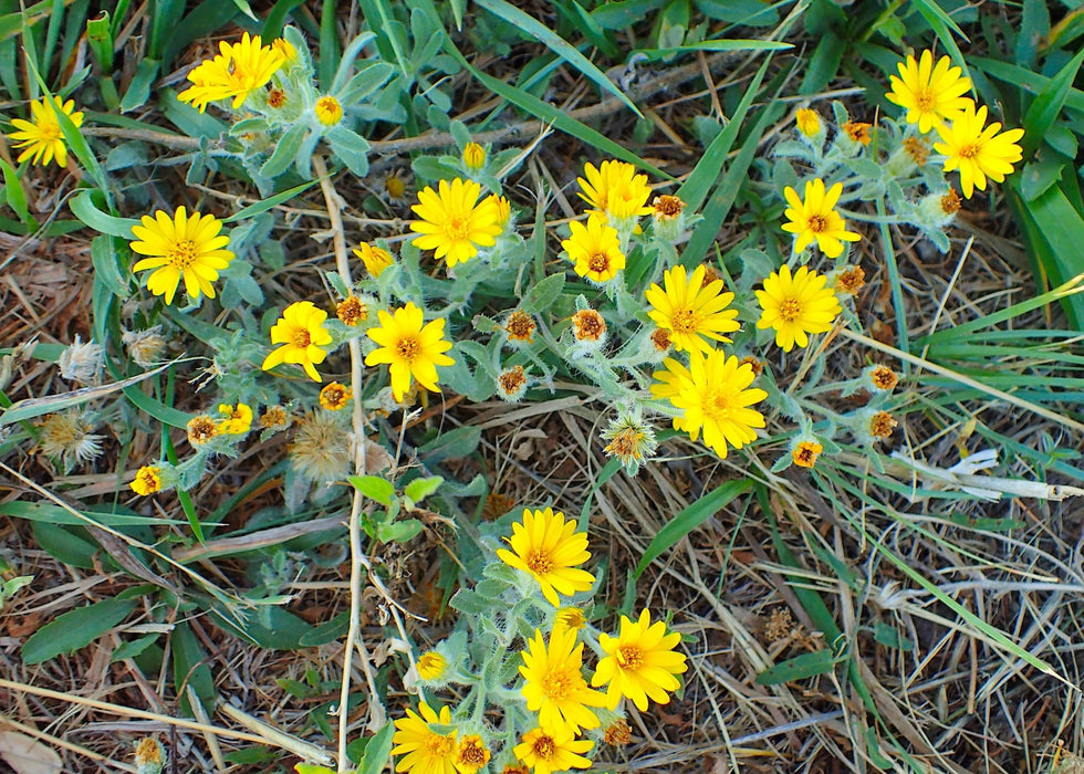 Golden Aster Seeds (Heterotheca villosa) - Northwest Meadowscapes