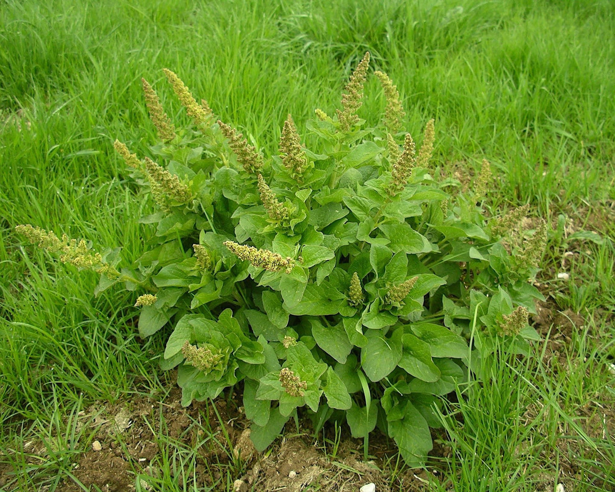 Good King Henry Seeds (Blitum bonus-henricus) — Northwest Meadowscapes