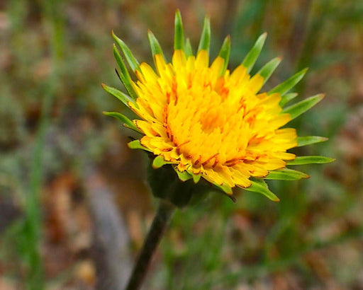 Grand Agoseris Seeds (Agoseris grandiflora) - Northwest Meadowscapes