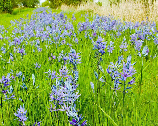 Great Camas Bulbs (Camassia leichtlinii) - Pre - Order Now for Fall 2024 - Northwest Meadowscapes