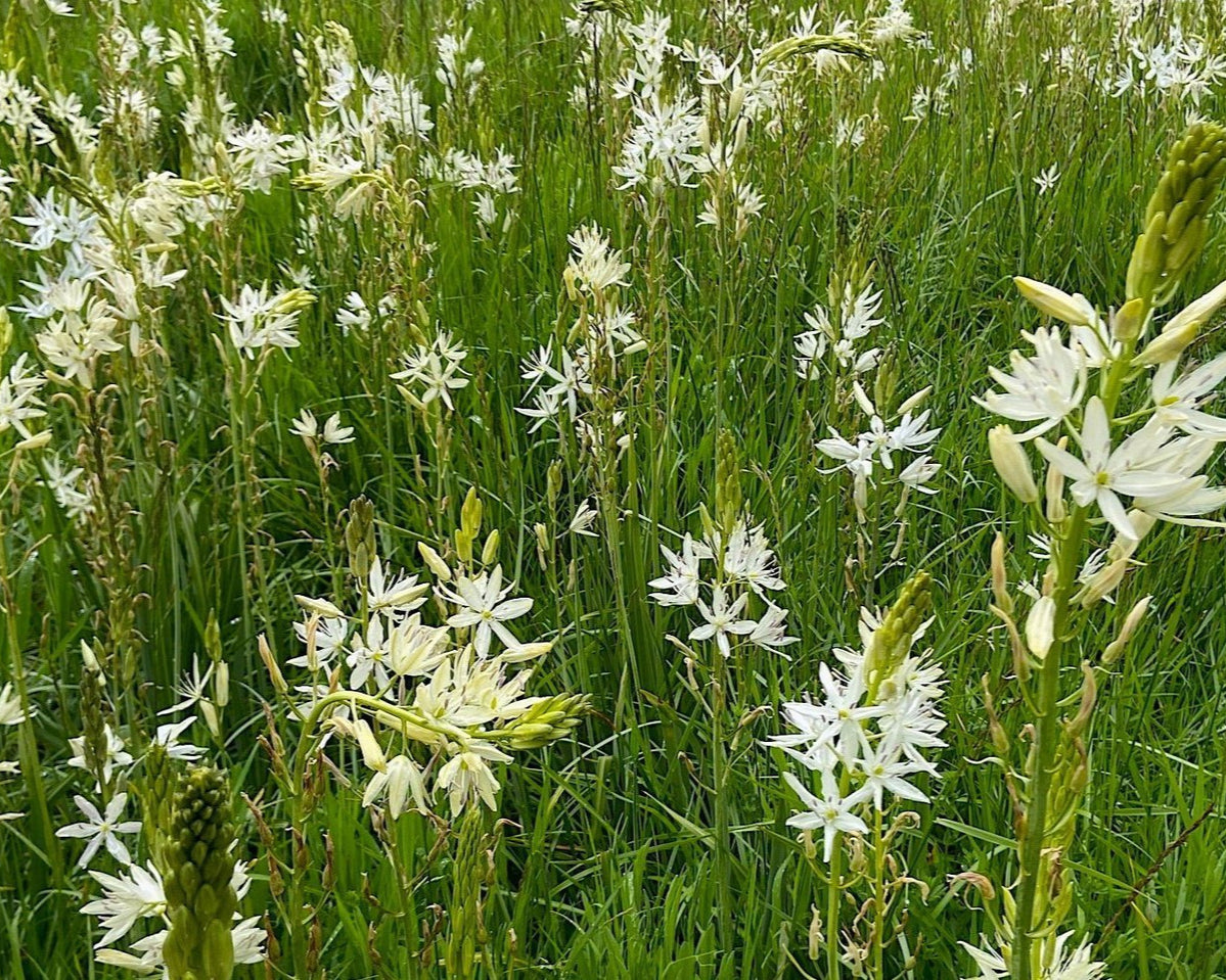 white camassia lily Great White Camas Seeds (Camassia leichtlinii ssp. leichtlinii)