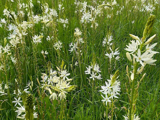 Great White Camas Seeds (Camassia leichtlinii ssp. leichtlinii) - Northwest Meadowscapes