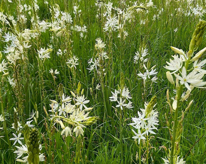 white seed plant Great White Camas Seeds (Camassia leichtlinii ssp. leichtlinii) — Northwest Meadowscapes