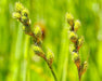 Green Sheath Sedge Seeds (Carex feta) - Northwest Meadowscapes