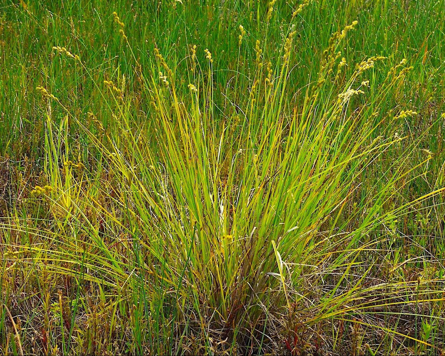 Green Sheath Sedge Seeds (Carex feta) - Northwest Meadowscapes