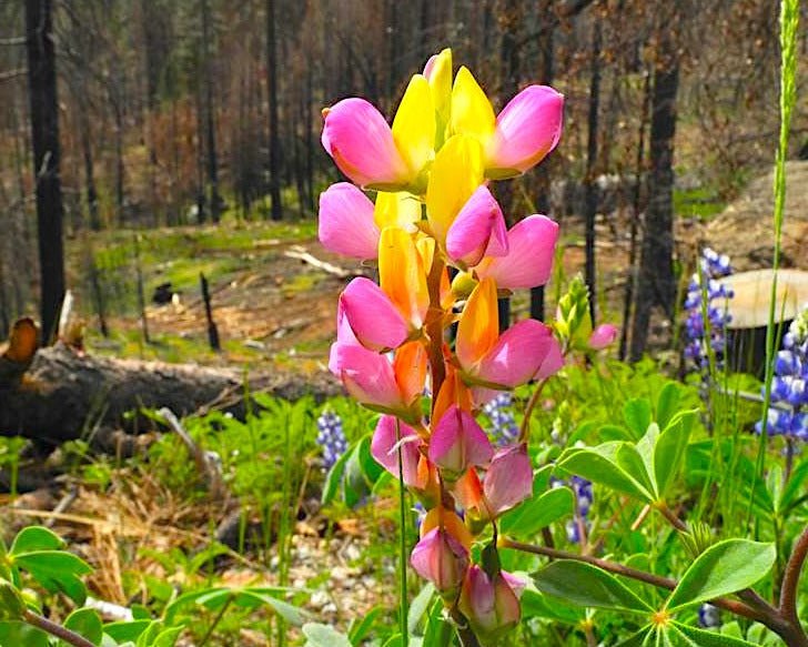 Harlequin Lupine Seeds (Lupinus stiversii) - Northwest Meadowscapes
