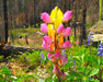 Harlequin Lupine Seeds (Lupinus stiversii) - Northwest Meadowscapes