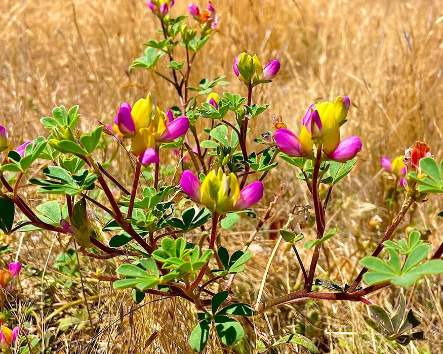 Harlequin Lupine Seeds (Lupinus stiversii) - Northwest Meadowscapes
