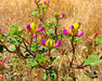 Harlequin Lupine Seeds (Lupinus stiversii) - Northwest Meadowscapes
