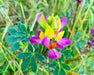 Harlequin Lupine Seeds (Lupinus stiversii) - Northwest Meadowscapes