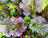 Ho Mi Zi Mustard Seeds - Organic - Northwest Meadowscapes