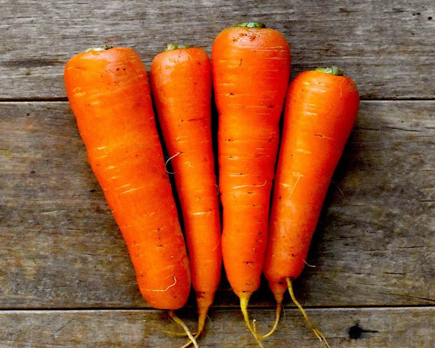 Hon-Kuroda Carrot Seeds (本黒田ニンジン) — Northwest Meadowscapes
