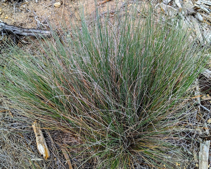 Idaho Fescue Seeds (Festuca idahoensis) - Northwest Meadowscapes
