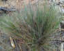 Idaho Fescue Seeds (Festuca idahoensis) - Northwest Meadowscapes